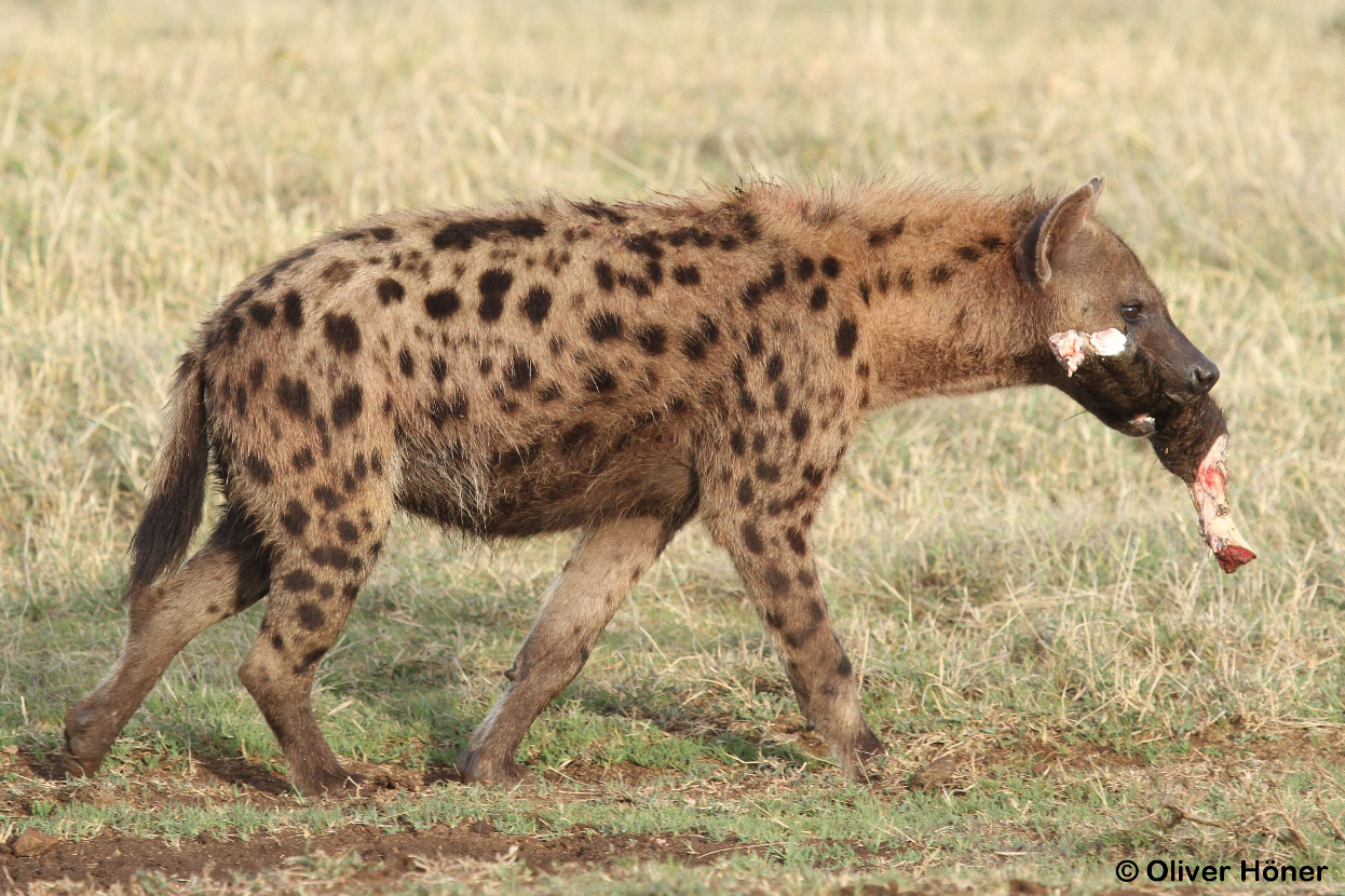 DNA metabarcoding to assess spotted hyena diet in the Ngorongoro